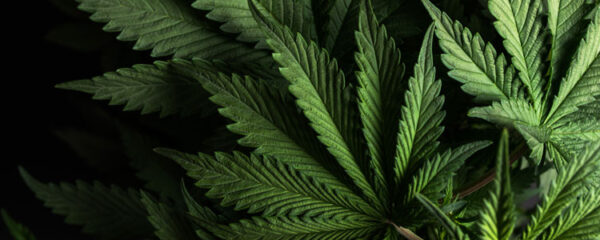 ou-acheter-du-cbd-de-qualite