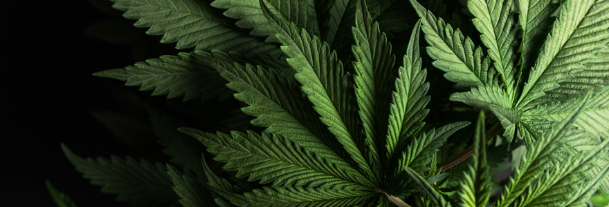 ou-acheter-du-cbd-de-qualite
